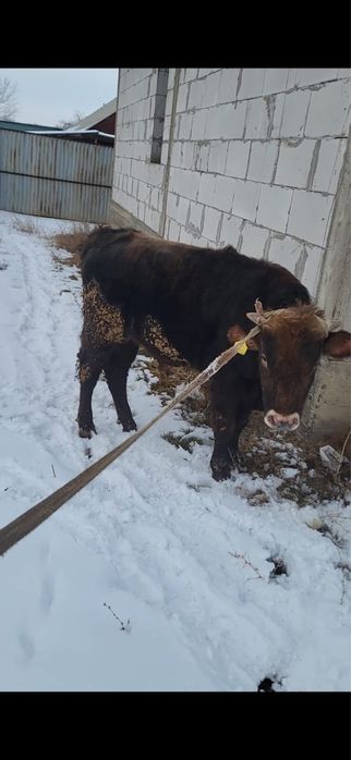 Продам хорошего бычка