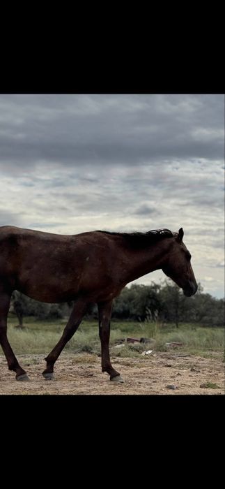 Айфон 15 Pro Max 256ГБ