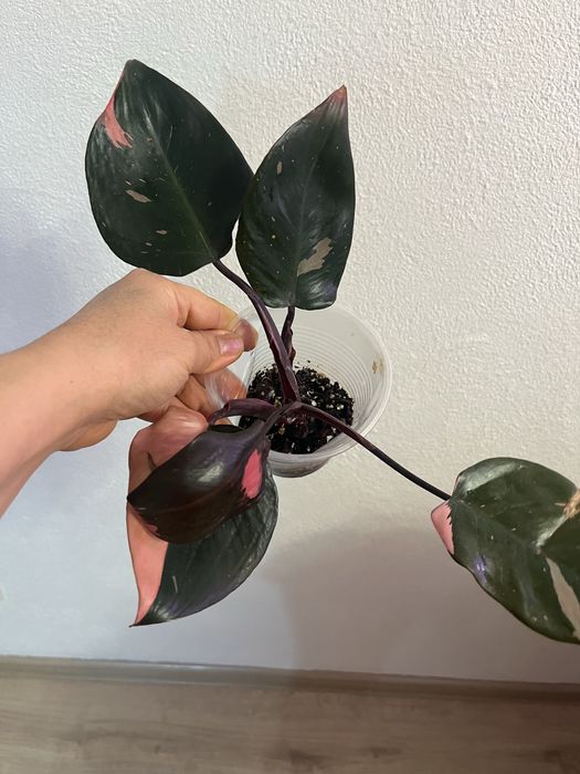 Филодендрон розовая принцесса