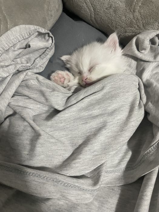 Котенок бесплатно