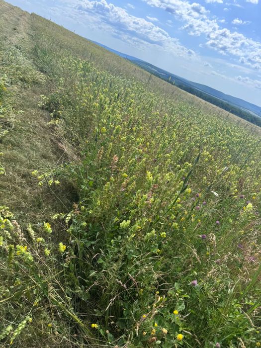 Baloti fan si lucerna