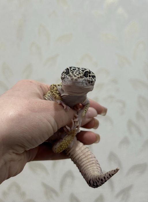 продам эублефара