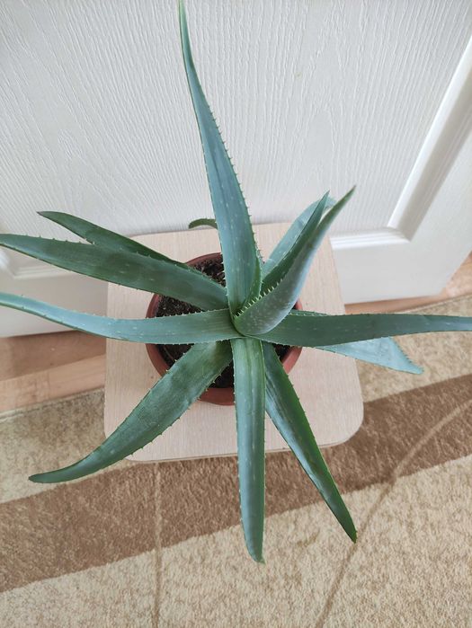 Алоэ 2500.      .