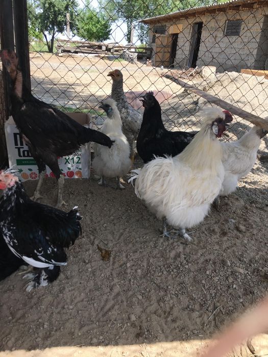 Шёлктар сатылады