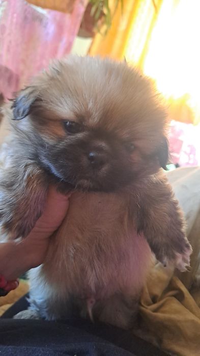 Щенки пекинесы. МАЛЬЧИКИ.