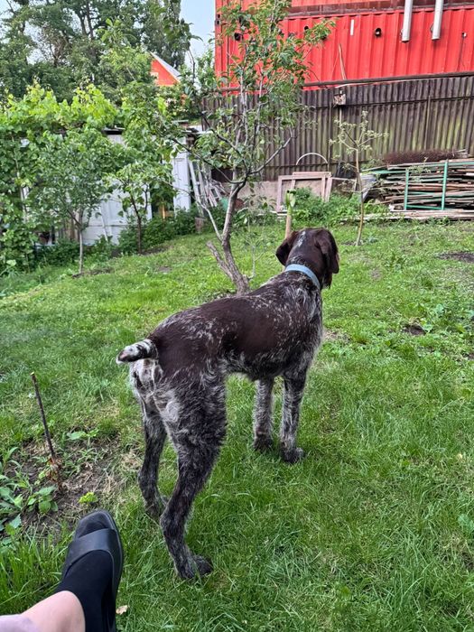 Кобель  для вязки