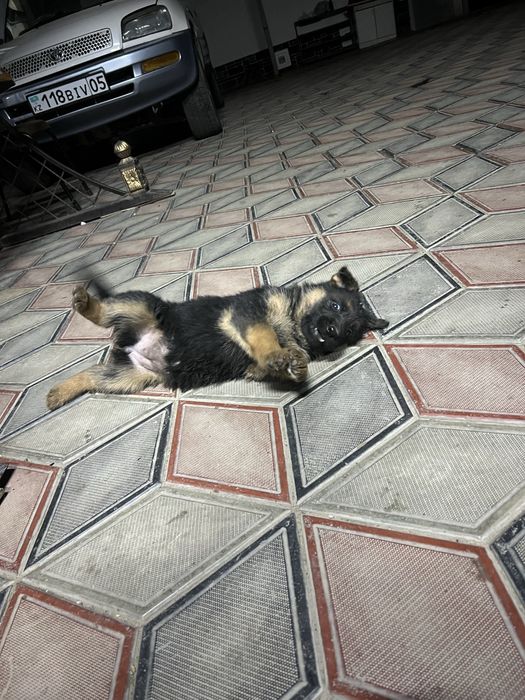 Продам щенков немецкой овчарки