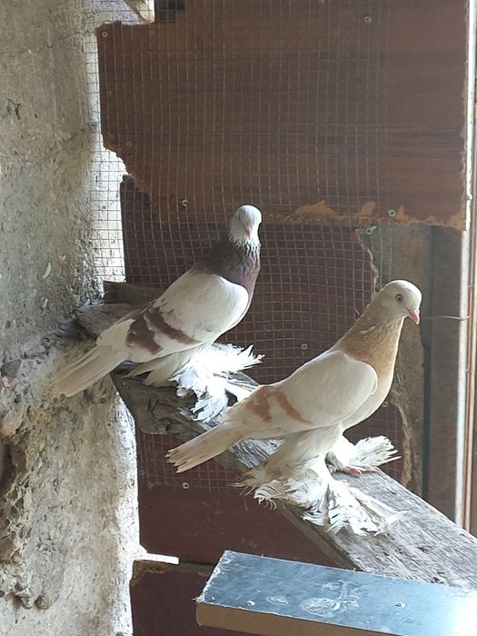 Пара игровые продам