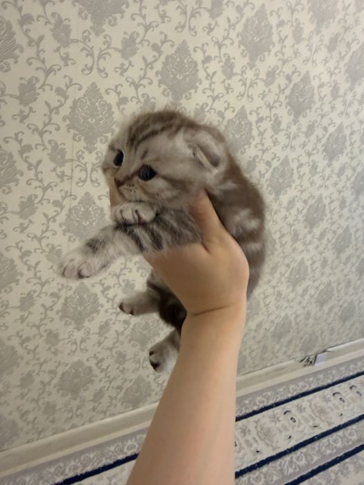 Продам шотладских котят