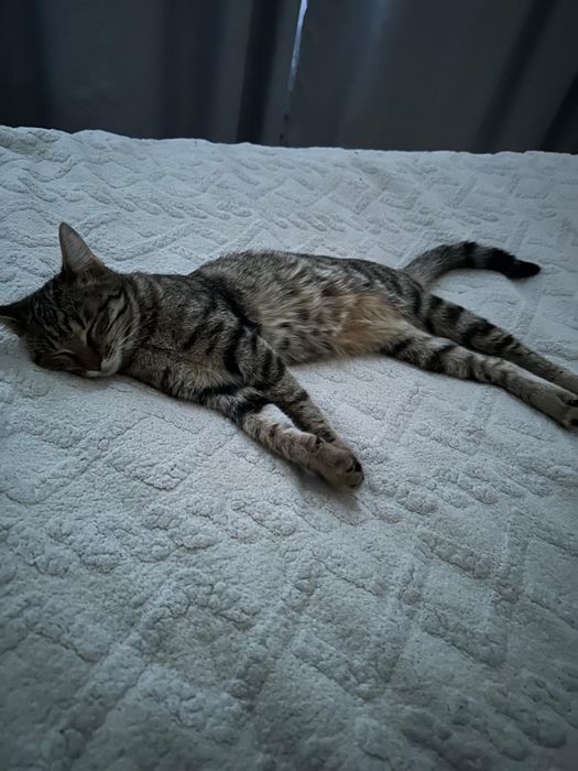 Котенок проды скоттиш страит