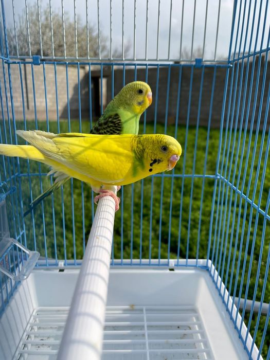 Попугай комплект с клеткой