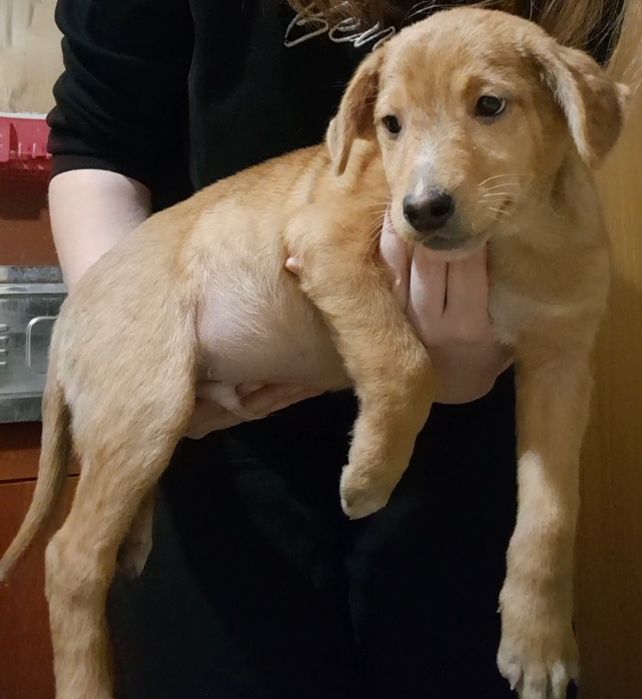 Отдам щенка в хорошие руки