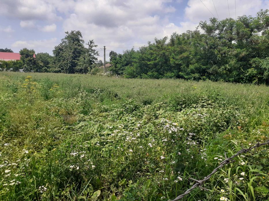 Vand  2 terenuri intravilane-loc de casa loc. Poiana Braesti Botosani