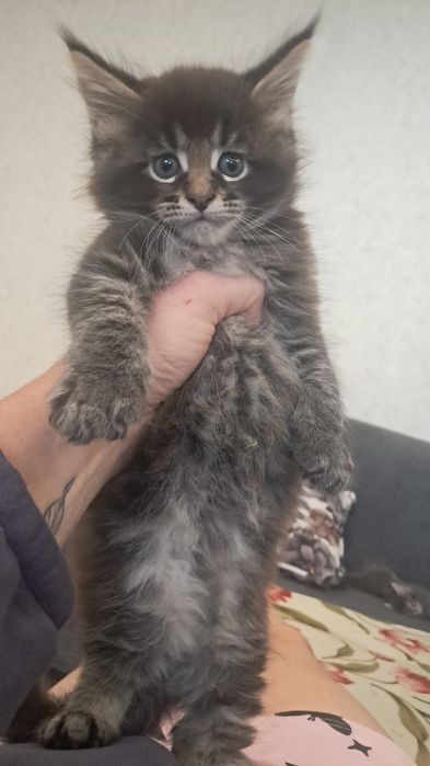 Продам мейкуна  1.5 месяца