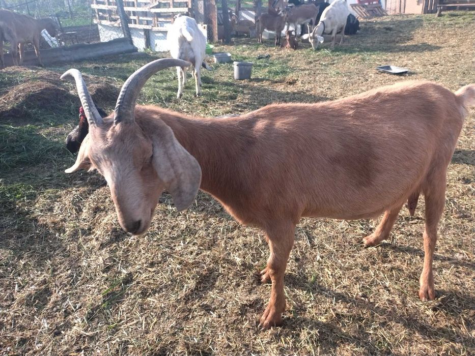 Vând sau schimb țap și capra