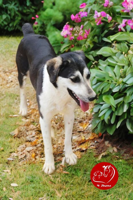 Возьми друга из приюта