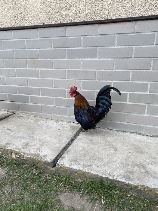 Cocoși de țară - rasă pitică