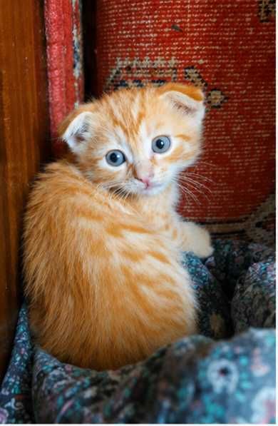 Котята породистые