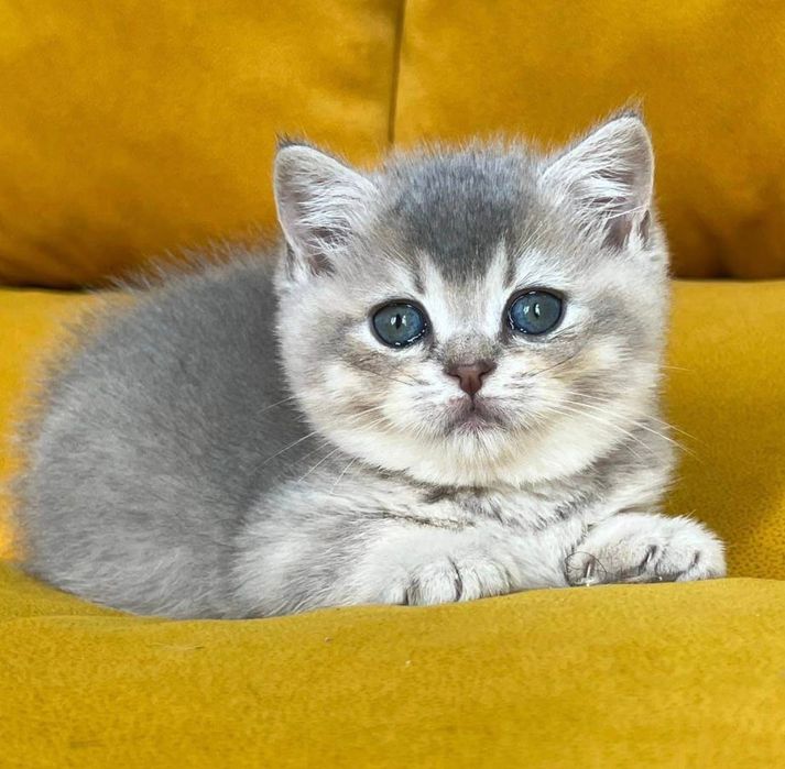 Золотые и серебряные шиншилы