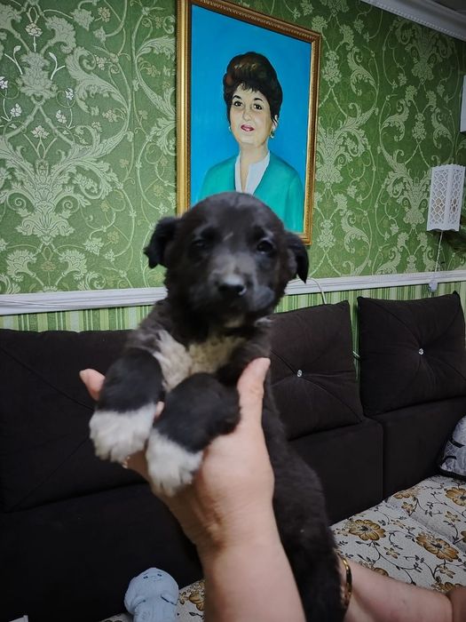 Отдам щенков в добрые руки