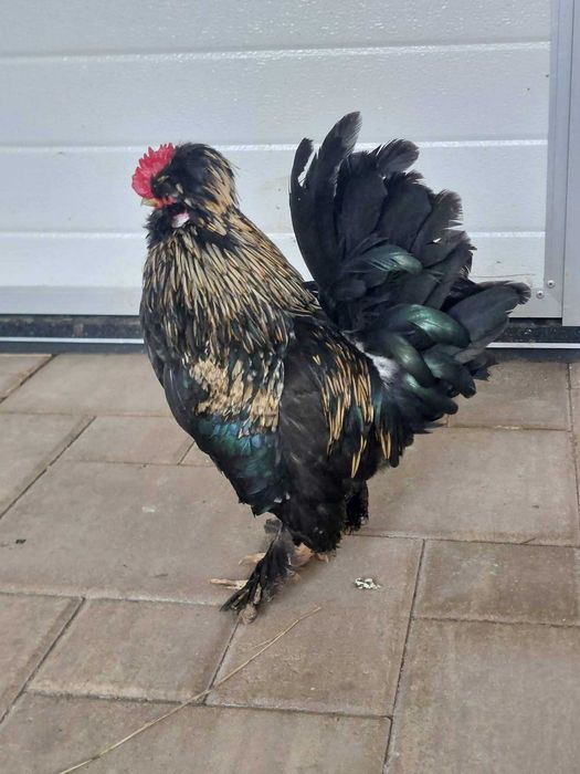 Oua .Puii.  Cocosi Pitice Bantam