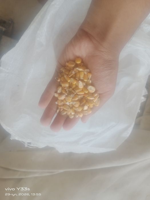 Mesni 6 oylik boʻyi baland boʻladi