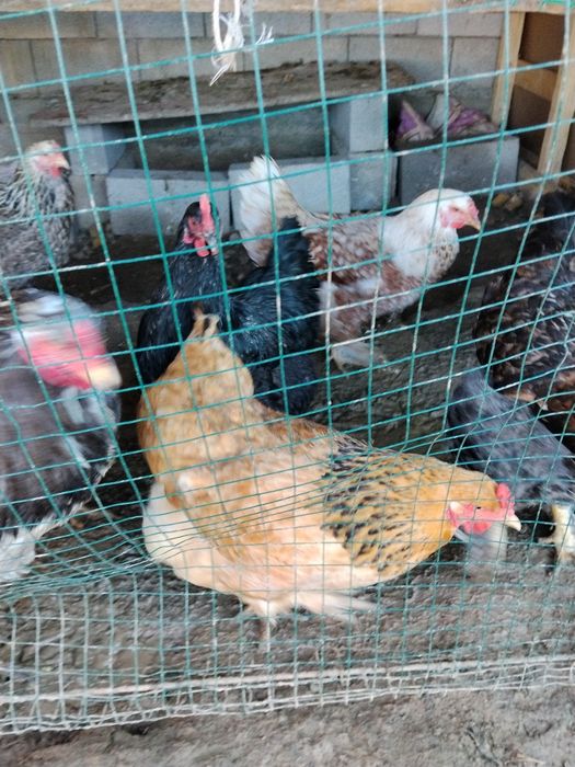 Продам курей породистый