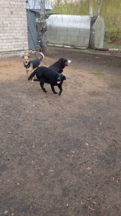 Девочка - лабрадор в ответственные руки