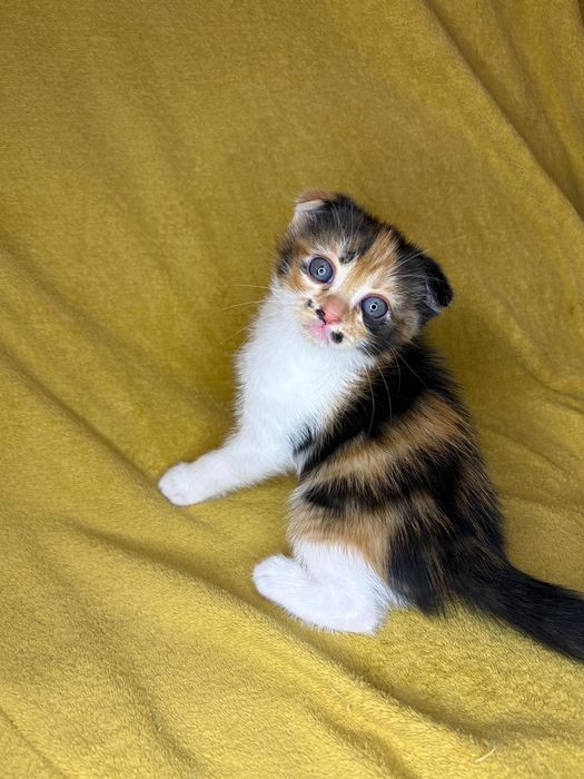 De vânzare 4 puiuți scottish fold
