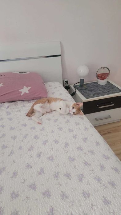 Едно малко котешко сърчице търси своя човек