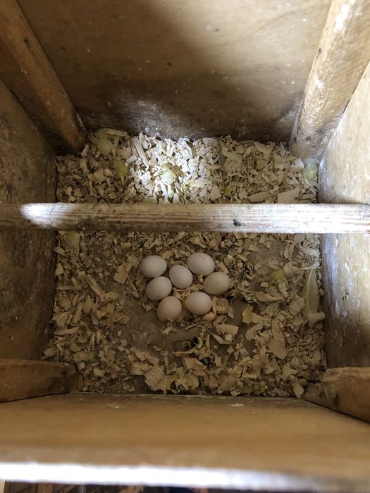 Валнысты лимон сотилади козлари кизил