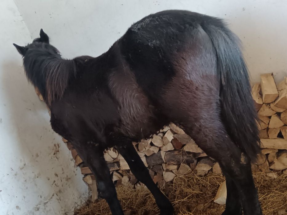 Mânz 8 luni metis din semigreu cu Huțul preț negociabil