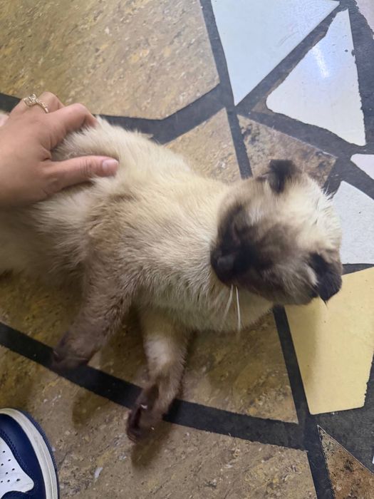 Одадим в хорошие руки