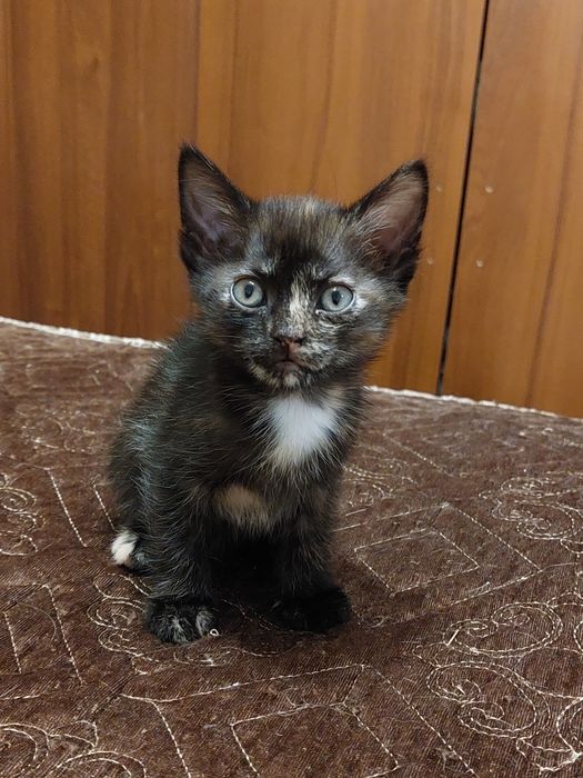 Отдам в добрые руки