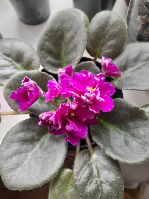 Фиалки на цвету от 2000