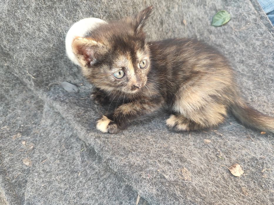 Отдам котят в хорошие руки