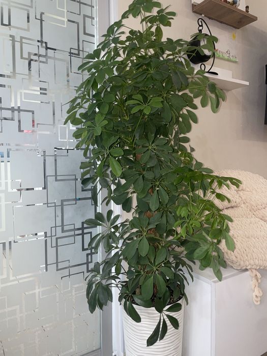 Продам шеффлеру