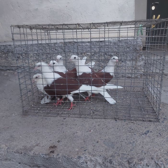 Краснабоки маладняк