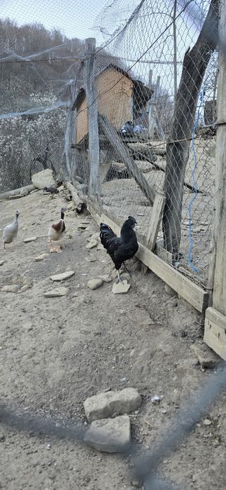 Cocoș Ayam Cemani