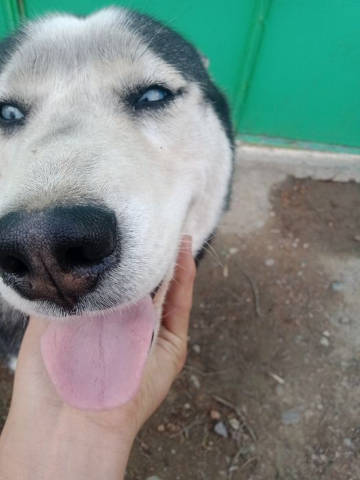 Хаски сатылады  .