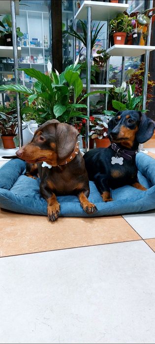 Ветеринар на выезд