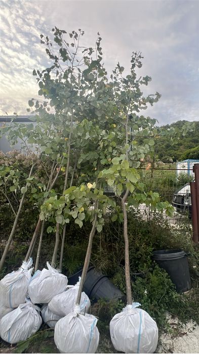 Tei mirositor de floare pret minim garantat transport gratuit oriunde