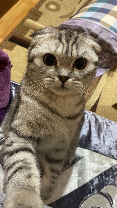 Шотландская вислоухая кошка