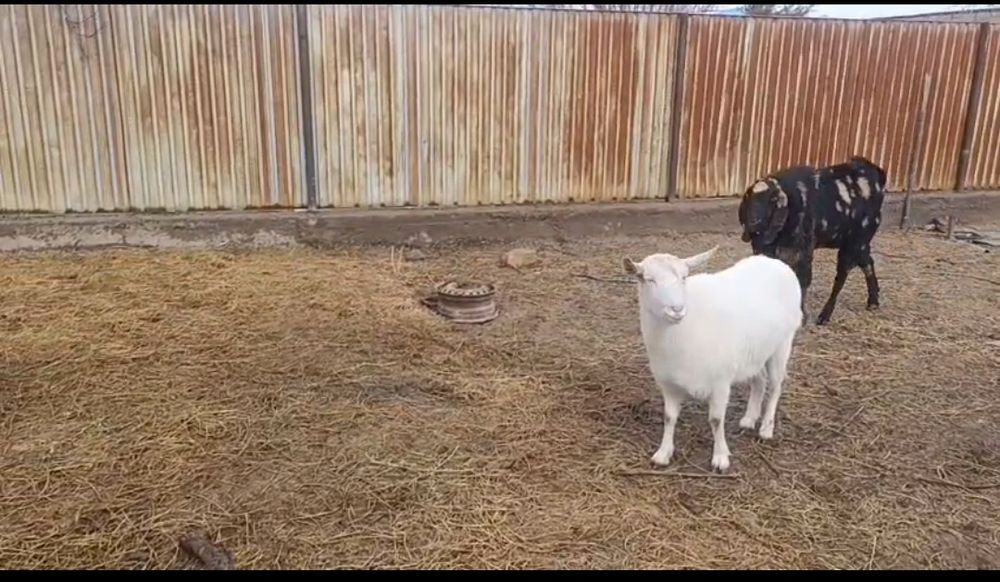 Орыс ешкілері сатылады