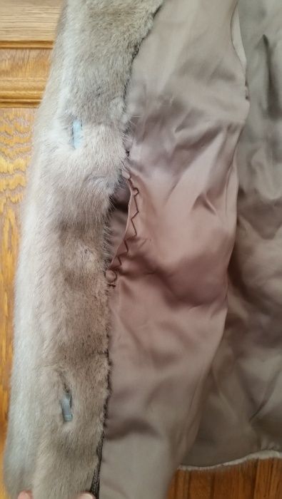 Haina blana scurta vizon Mustela deosebita pretentiosi