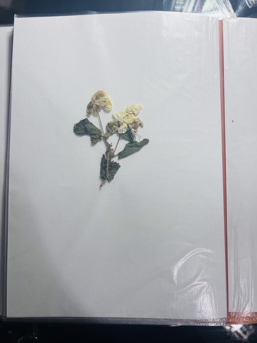 Хербарии за ученици по Биология