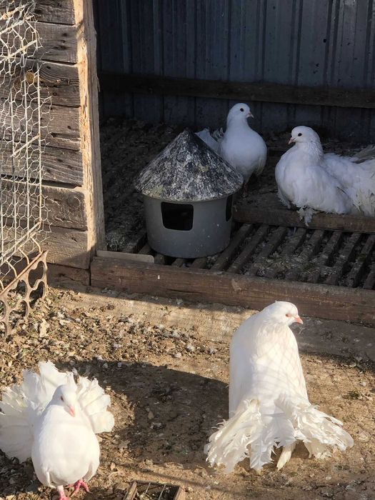 Vand porumbei de ornament !!!