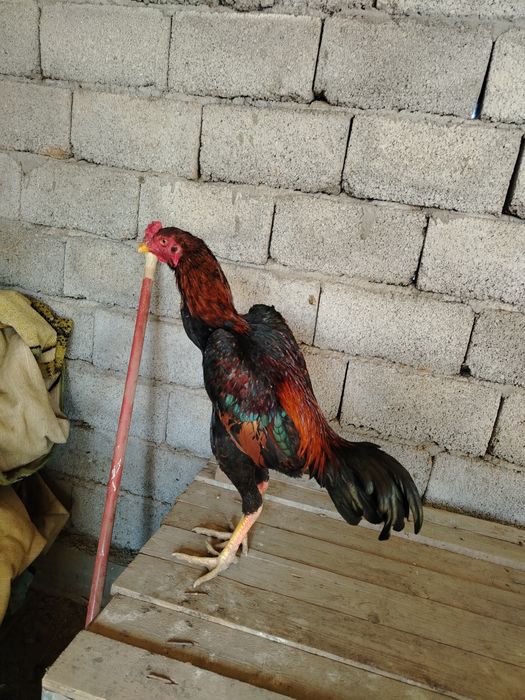 Бойцовский петух