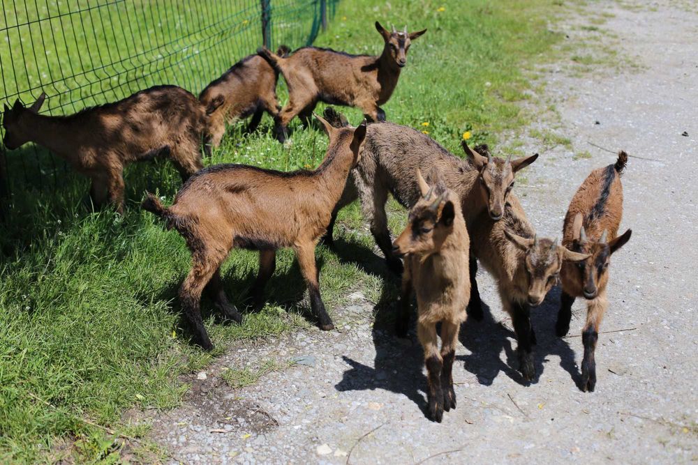 capre si iezi alpina franceza 400/1400