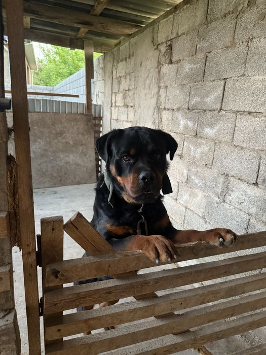 Родословный ротвейлер